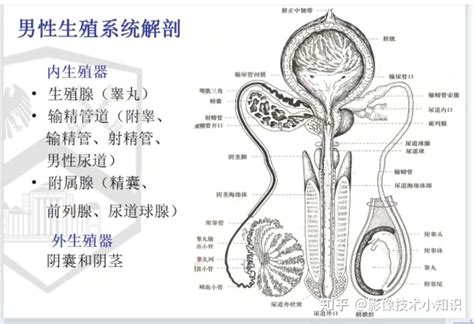 生殖器一顆一顆